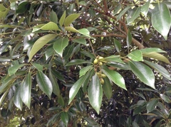 Lithocarpus edulis