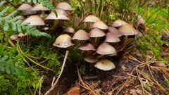 Basidiomycota