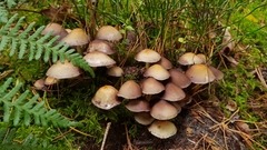 Basidiomycota