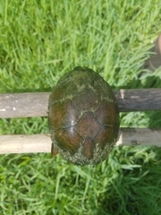 Kinosterninae