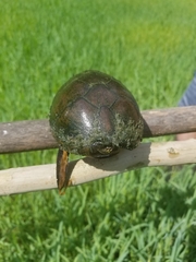 Kinosterninae