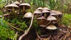 Basidiomycota