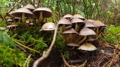 Basidiomycota