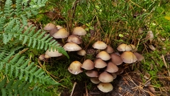 Basidiomycota
