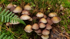 Basidiomycota