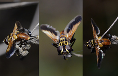 Galactomyia