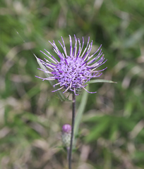 Cirsium suzukaense