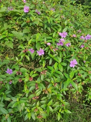 Melastoma malabathricum