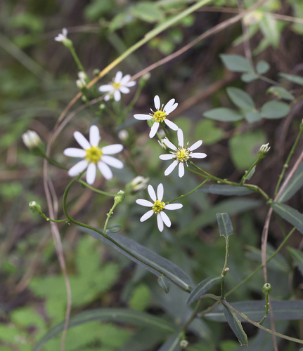Aster rugulosus iNat (3)