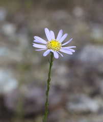 Aster hispidus leptocladus