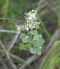 Thalictrum minus hypoleucum