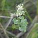 Thalictrum minus hypoleucum - Photo (c) 空猫 T. N, algunos derechos reservados (CC BY-NC), subido por 空猫 T. N