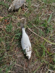 Scardinius hesperidicus