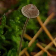 Basidiomycota