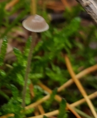 Basidiomycota