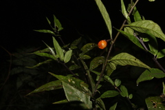 Solanum pseudocapsicum
