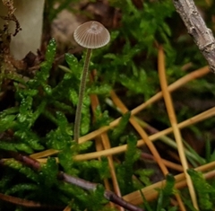 Basidiomycota