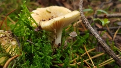 Basidiomycota