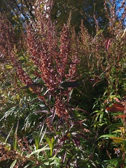 Artemisia vulgaris kamtschatica