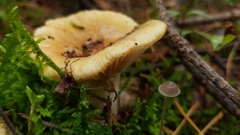 Basidiomycota