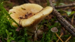 Basidiomycota