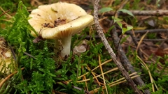 Basidiomycota