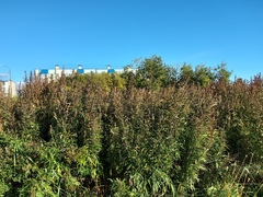 Artemisia vulgaris kamtschatica