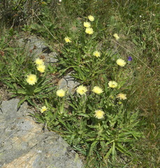 Schlagintweitia intybacea