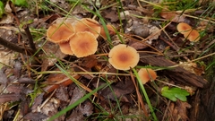 Basidiomycota
