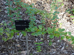 Berberis vulgaris seroi