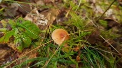 Basidiomycota