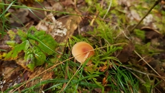 Basidiomycota