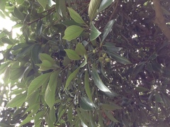 Lithocarpus edulis