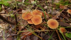 Basidiomycota