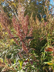Artemisia vulgaris kamtschatica