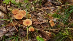 Basidiomycota