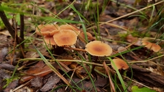 Basidiomycota