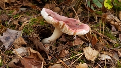 Russula