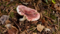 Russula