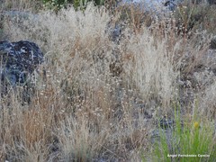 Petrorhagia prolifera