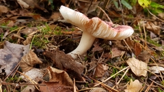 Russula