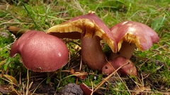 Basidiomycota