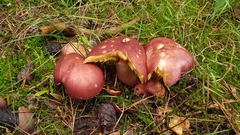 Basidiomycota