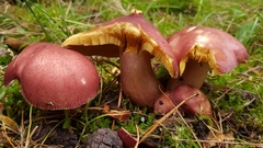 Basidiomycota