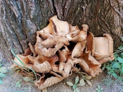 Armillaria mellea