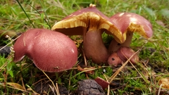 Basidiomycota