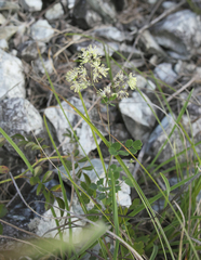 Thalictrum minus hypoleucum