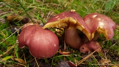 Basidiomycota