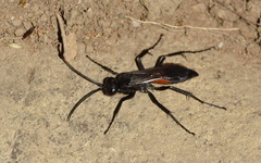 Arachnospila