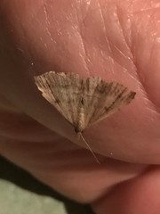 Tetanolita palligera